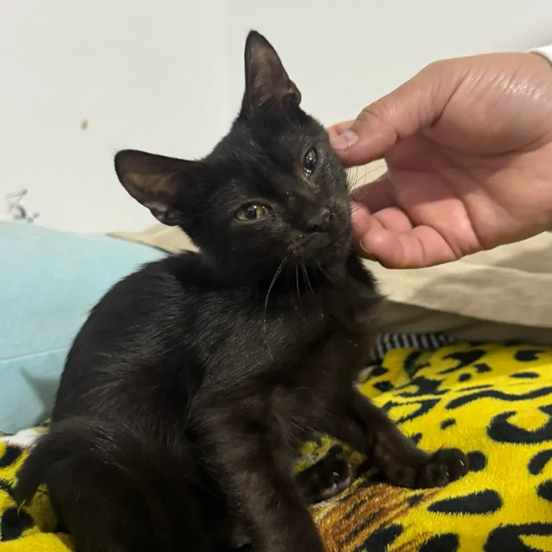 Oreo